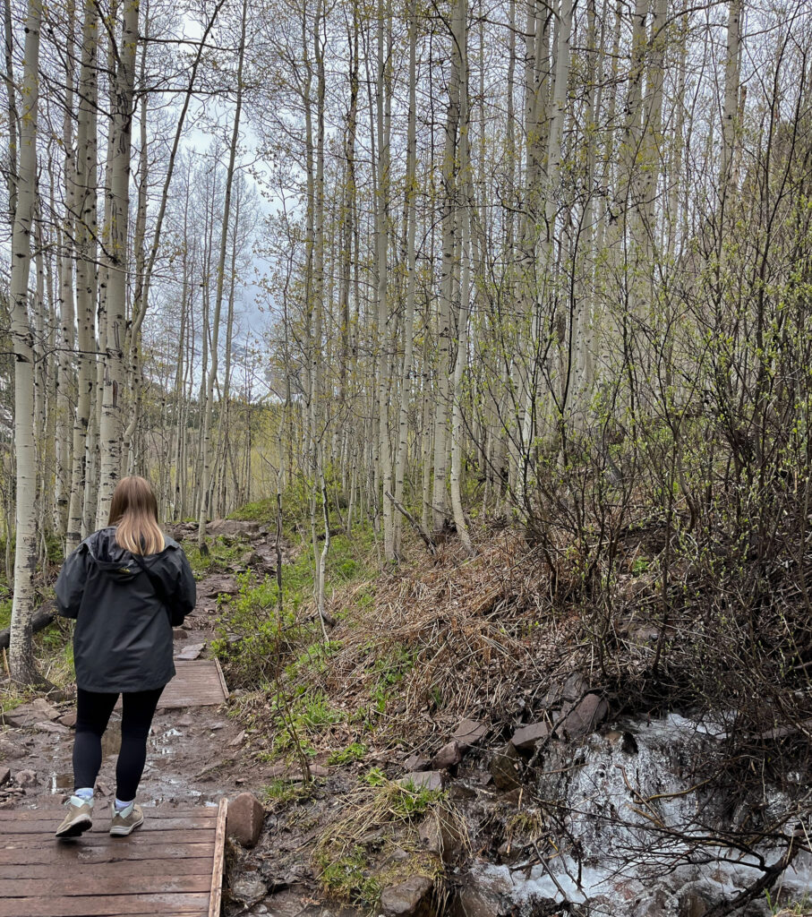 Aspen trees